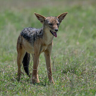 Solio - Jackal